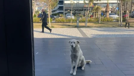 Antalya Sahillerinin Tatlı Müdavimi: Kruvasan Aşığı Sokak Köpeği Gönülleri Fethetti